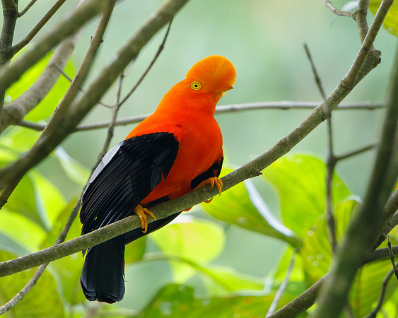Andean Cock-of-the-rock, male