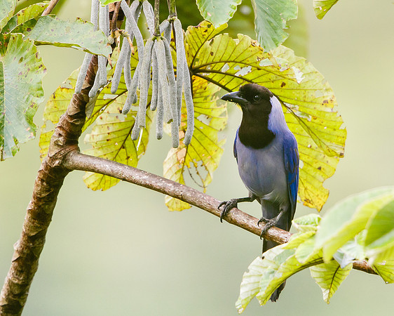 Violaceous Jay