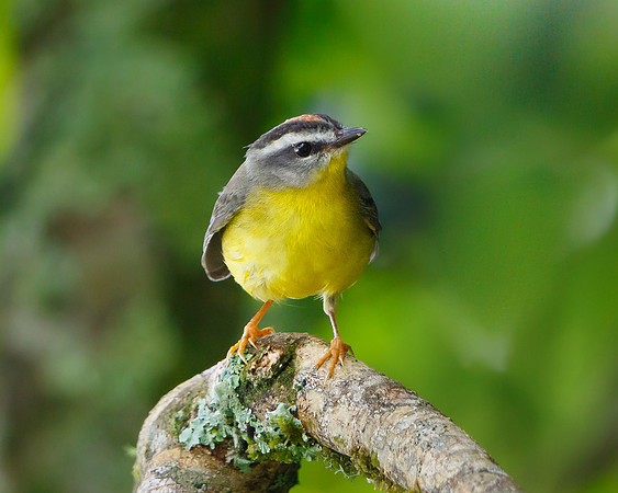 Golden-crowned Warbler