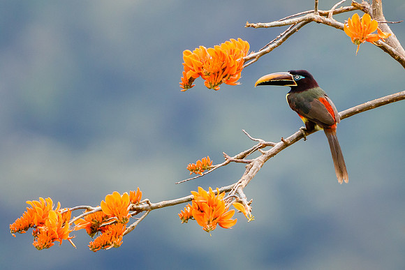 Chestnut-eared Aracari