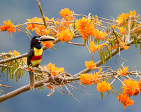 Chestnut-eared Aracari