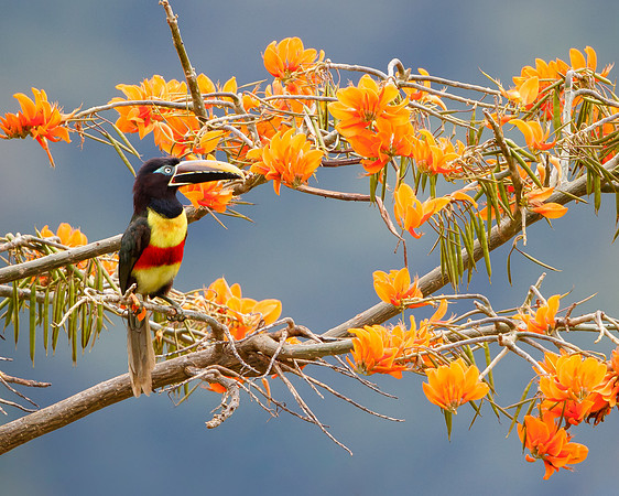 Chestnut-eared Aracari