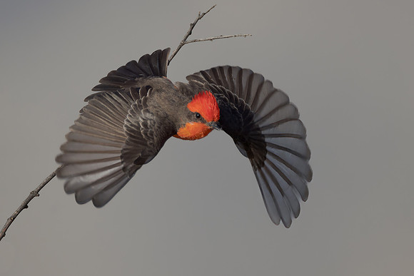 Vermilion Flycatcher
