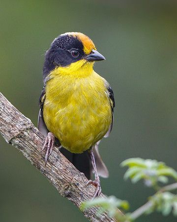 Pale-naped Brush-Finch