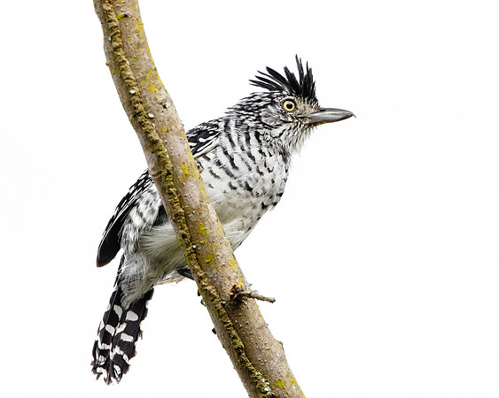 Barred Antshrike