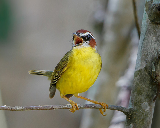 Rufous-capped Warbler