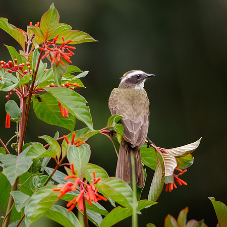 Rusty-margined Flycatcher