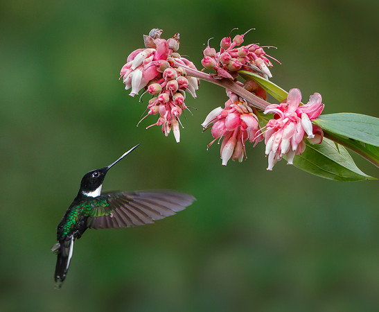Collared Inca