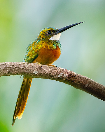 Rufous-tailed Jacamar