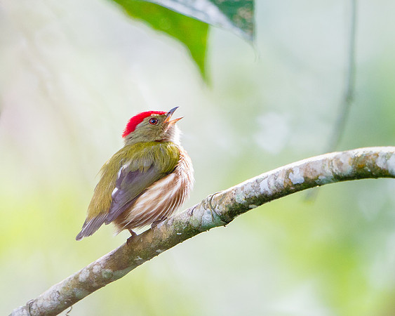 Striped Manakin