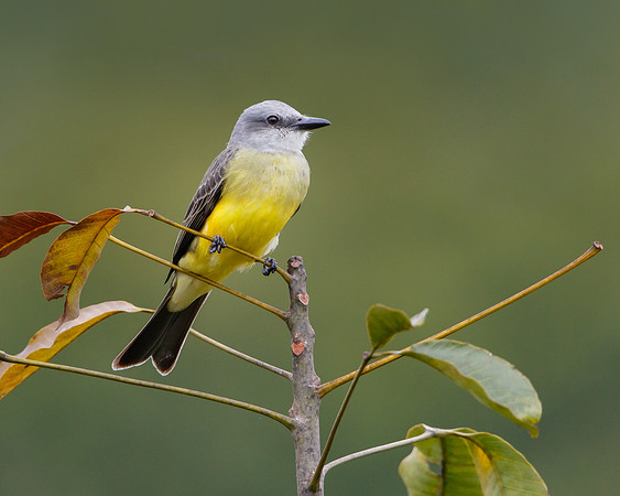 Tropical Kingbird