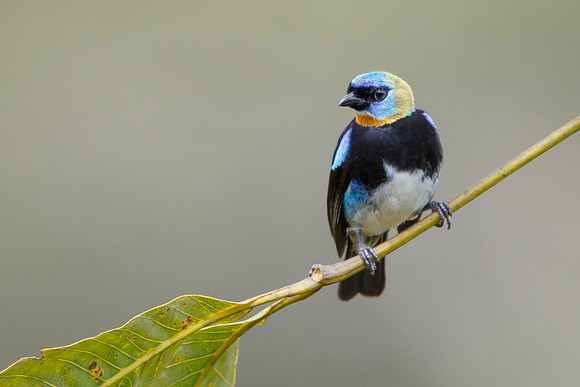 Golden-hooded Tanager