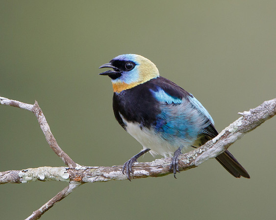Golden-hooded Tanager