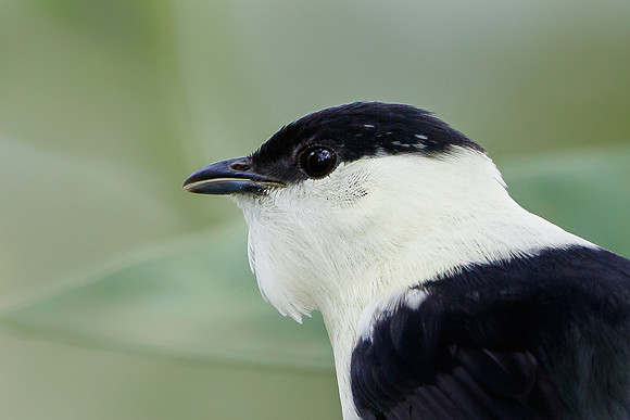 White-bearded Manakin