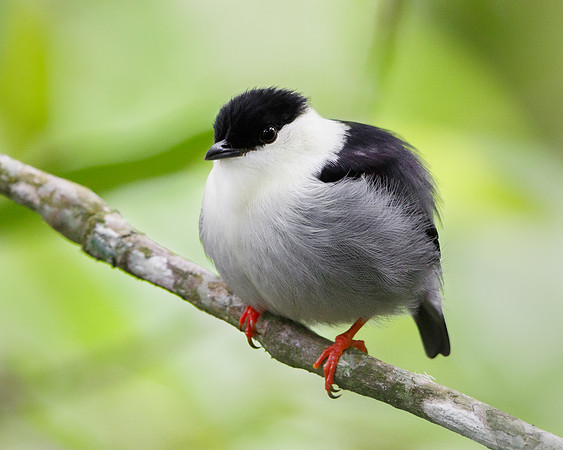 White-bearded Manakin