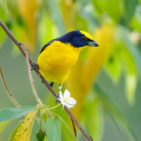Thick-billed Euphonia