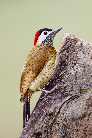 Spot-breasted Woodpecker