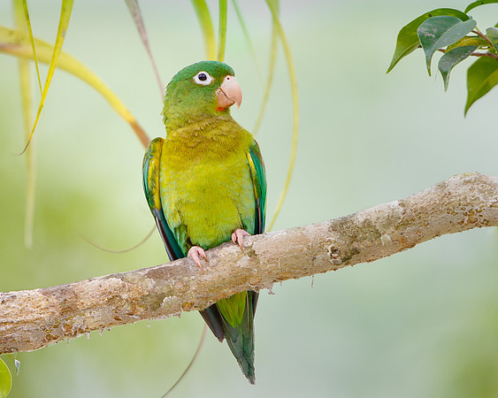 Orange-chinned Parakeet