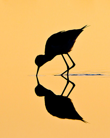 Black-necked Stilt, feeding. Silhouette reflection at sunrise.