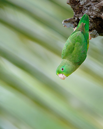 Spectacled Parrotlet