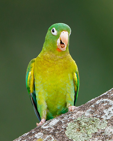 Orange-chinned Parakeet