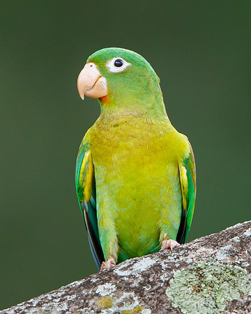 Orange-chinned Parakeet