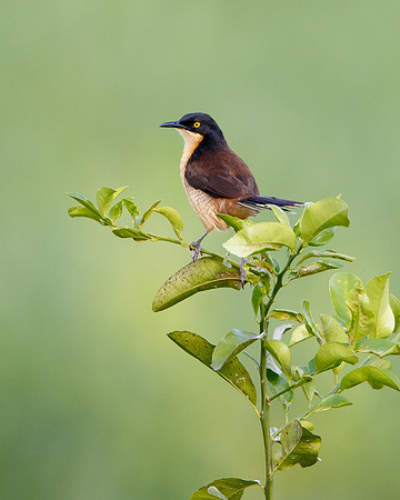 Black-capped Donacobius