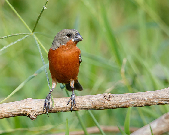 Ruddy-breasted Seedeater