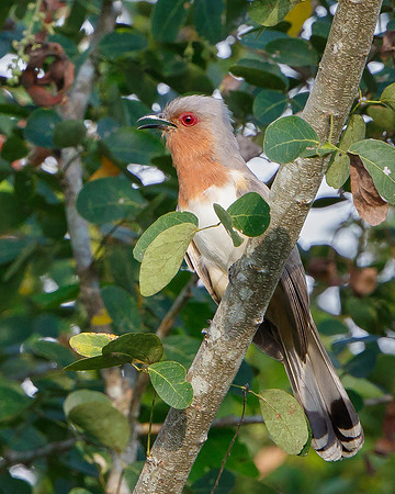Dwarf Cuckoo
