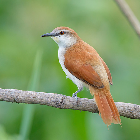 Yellow-chinned Spinetail