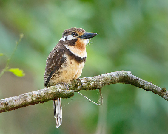 Russet-throated Puffbird