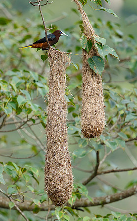 Chestnut-headed Oropendola