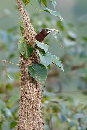 Chestnut-headed Oropendola