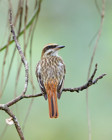 Streaked Flycatcher