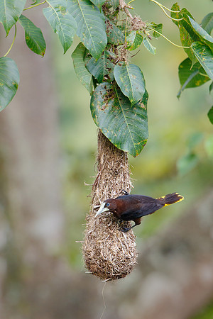 Chestnut-headed Oropendola
