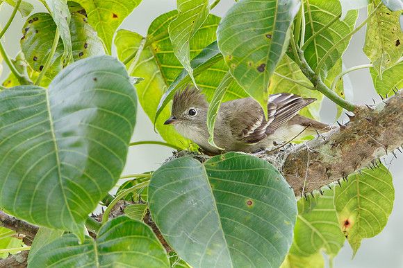 Yellow-bellied Elaenia, at nest