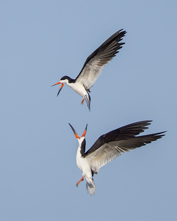 Black Skimmers