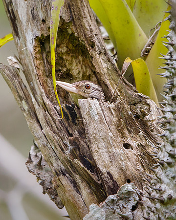 Straight-billed Woodcreeper, at nest