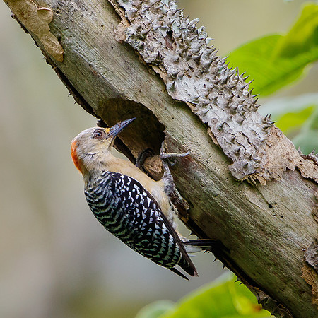 Red-crowned Woodpecker