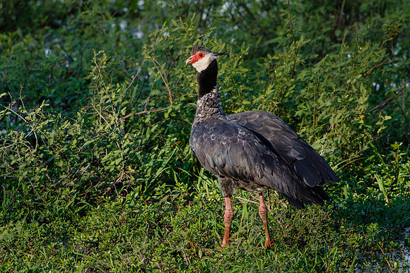 Northern Screamer