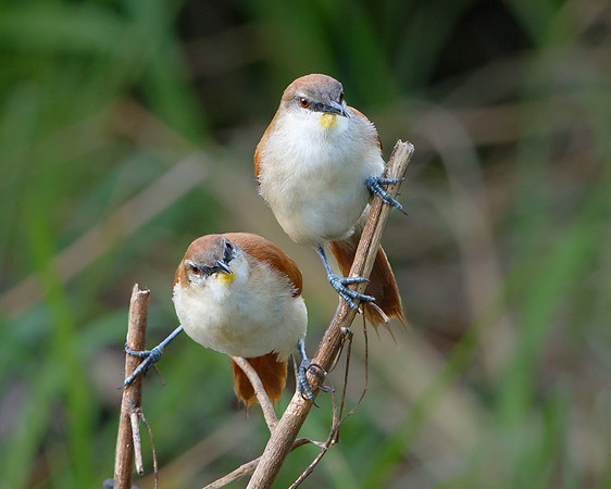 Yellow-chinned Spinetail