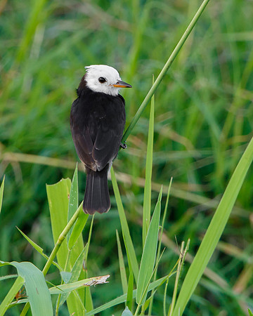 White-headed Marsh Tyrant