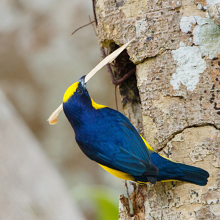 Thick-billed Euphonia, with nest material