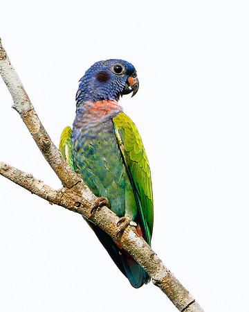 Blue-headed Parrot