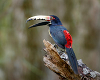 Collared Aracari