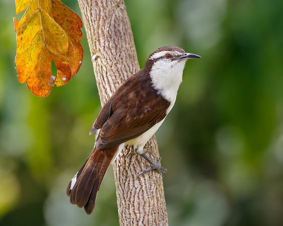 Bicolored Wren