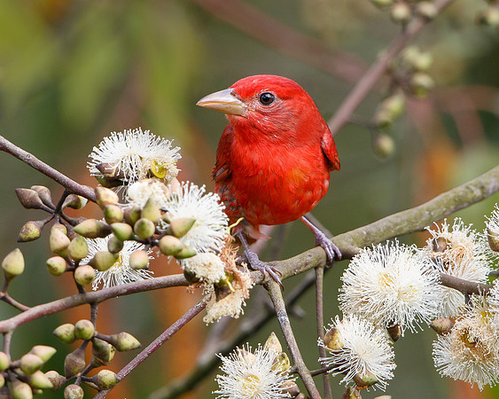 Summer Tanager
