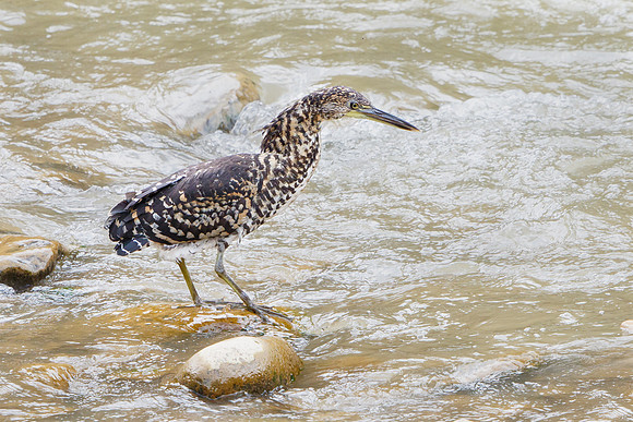 Fasciated Tiger-Heron