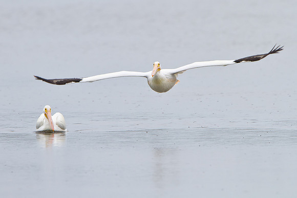 American White Pelican