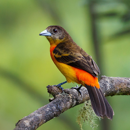 Flame-rumped Tanager